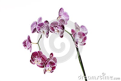 Purple mottled and spotted orchid stem. Lilac flower branch. Phalaenopsis blooming blossom focus stack Stock Photo