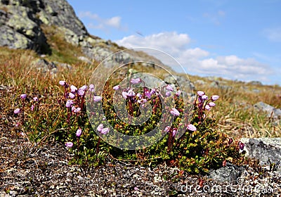 Purple mountain heather in Finnish Lapland Stock Photo