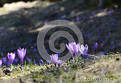 Purple mountain spring Crocus flower Stock Photo
