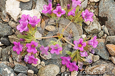 Purple Nama Wildflower Stock Photo