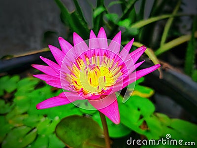 A purple Nimphaea lotus (Nymphaea Capensis Purple). Stock Photo