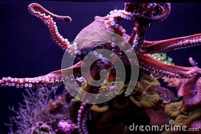 Purple Octopus swimming underwater Stock Photo