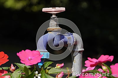 Purple old iron faucet with valve and water hose adapter for watering plants next to the flower bed and flowers Stock Photo