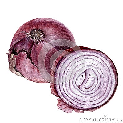 Purple onion bulb watercolor isolated on white background Cartoon Illustration