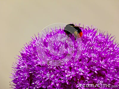 Purple onion flower detail with large black and orange bumble bee collecting nectar Stock Photo