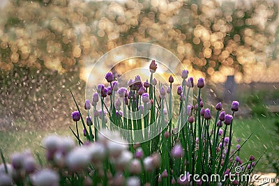 Purple onion flowers on bright green stems against the background of an iridescent sunset sky Stock Photo