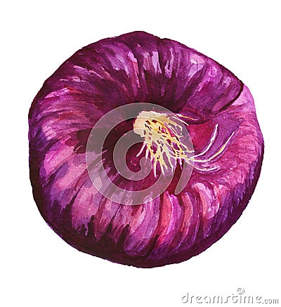 Purple onion watercolour Stock Photo