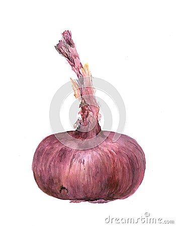 Purple onion from Yalta. Vegetable. Health. Harvest, Diet. Watercolor illustration. Cartoon Illustration