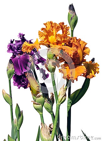 Purple and Orange Iris Flowers Stock Photo