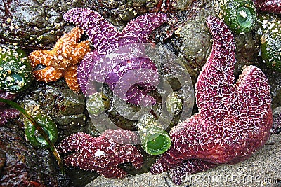 Cape Scott Provincial Park on Vancouver Island, Purple and Orange Starfish on Rock at San Josef Bay, British Columbia, Canada Stock Photo