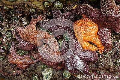 Purple and orange starfish Stock Photo