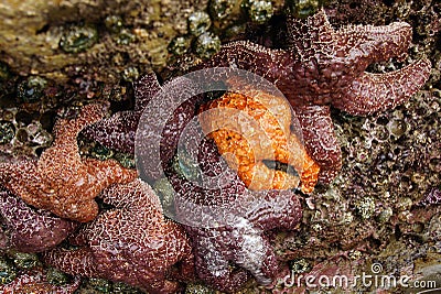 Purple and orange starfish Stock Photo