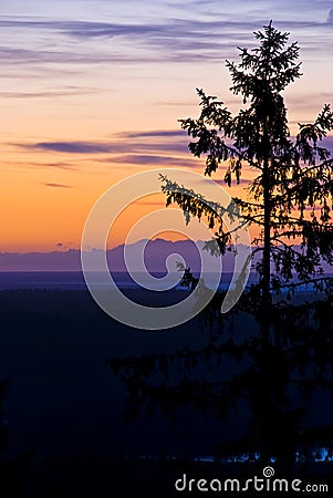 Purple orange sunrise with fir silhouette Stock Photo