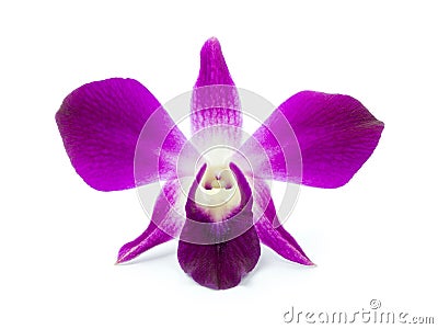 Purple Orchid Stock Photo