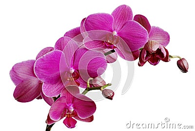 Purple orchid Stock Photo