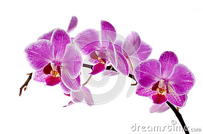 Purple orchid Stock Photo