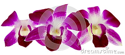 Purple orchid Stock Photo
