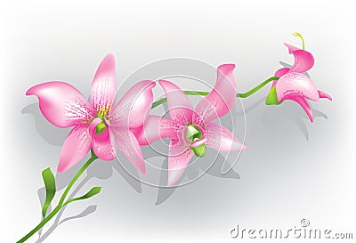 Purple orchid Stock Photo