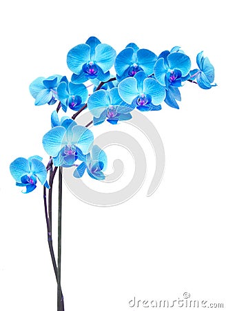 Purple orchid branch Stock Photo