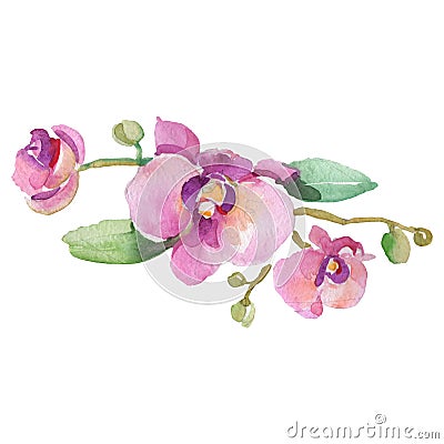 Purple orchid branch floral botanical flower. Watercolor background set. Isolated orchid illustration element. Cartoon Illustration