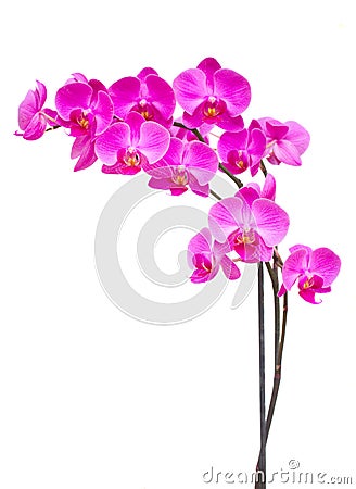 Purple orchid branch Stock Photo