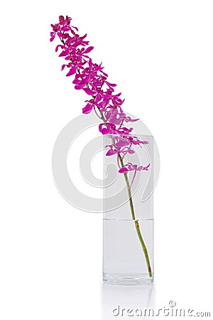 Purple orchid bunch Stock Photo