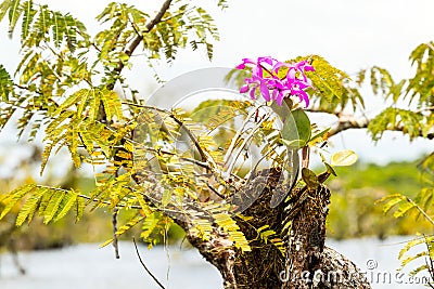 Purple Orchid Flower Stock Photo