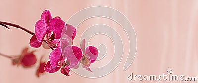 Purple orchid flower phalaenopsis. Blooming butterfly orchids. Copy space. Floral banner. Color trend 2021 2022 Stock Photo
