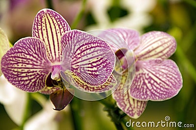 Purple orchid flowers Stock Photo