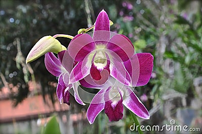 Purple orchid flowers Stock Photo