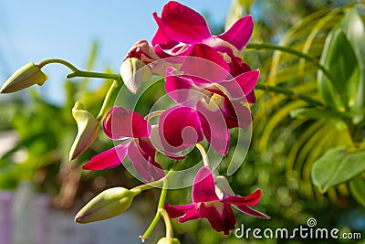 Purple orchid flowers in Thailand with natural green background Stock Photo