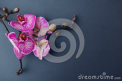 Purple orchid flowers with violet veins stripes on grey background. Bucharest species. Space Stock Photo