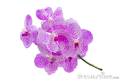 Purple orchid isolated on white background Stock Photo