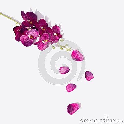 Purple orchid with petals on white background. Minimal creative lay out Stock Photo