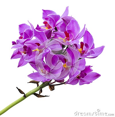 Purple orchid, Philippine ground orchid, Tropical flowers isolated on white background, with clipping path Stock Photo