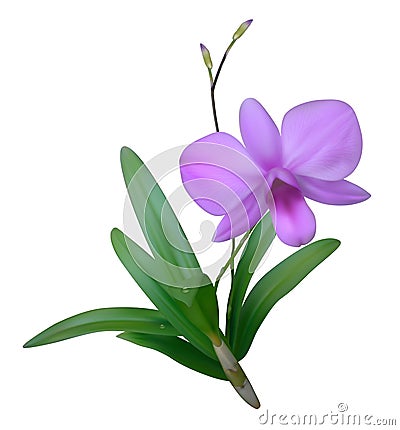 Purple Orchid Vector Illustration