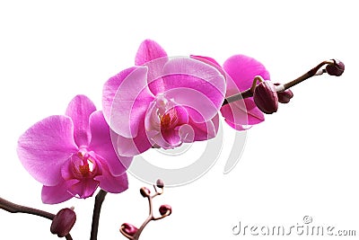 Purple orchid Stock Photo