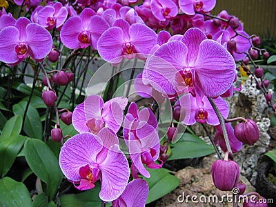 Purple Orchids 2 Stock Photo
