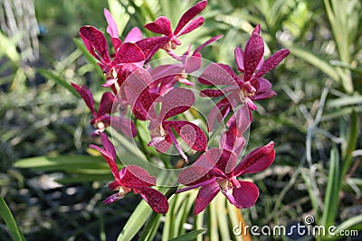 Purple orchids on green background. Stock Photo