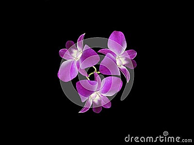 Purple Orchids (Orchidaceae) Stock Photo