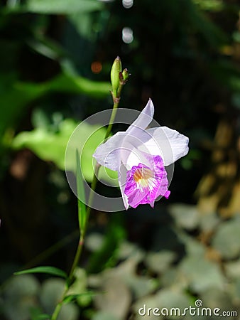 Purple orchids / Tropical orchids / Thai orchids Stock Photo