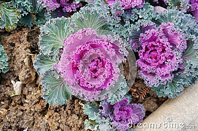 Purple ornamental cabbage Stock Photo