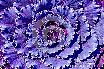 Purple ornamental decorative flowering cabbage covered Stock Photo