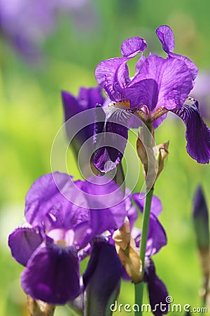 Purple orris flowers on green background in summer Stock Photo