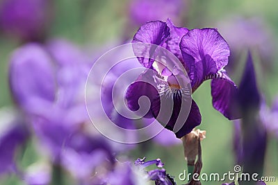 Purple orris flowers on green background in summer Stock Photo