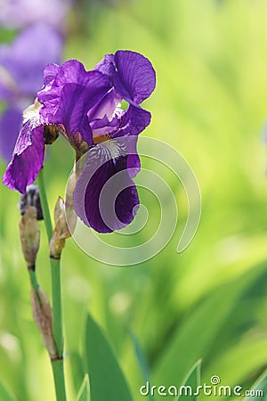 Purple orris flowers on green background in summer Stock Photo