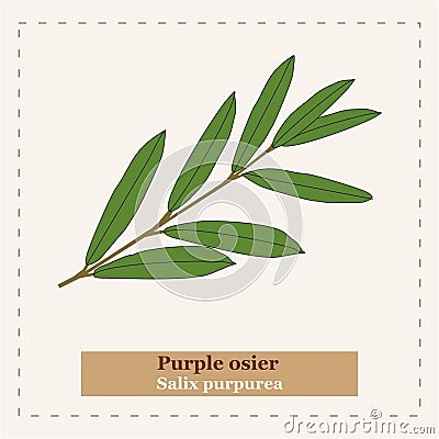 Purple osier - Salix purpurea Stock Photo