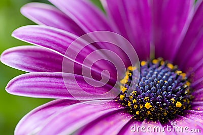 Purple Osteospermum Stock Photo