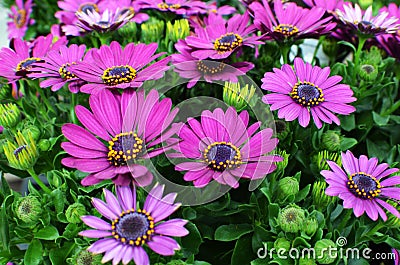 Purple Osteospermum, African Daisy or Cape Daisy Stock Photo