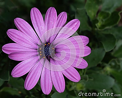 Purple osteospermum flower in garden. Stock Photo